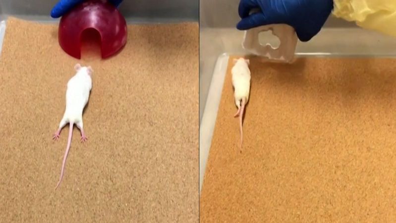Die Forscher bewegten die gelähmten Mäuse.  Deshalb wollen sie Leute testen